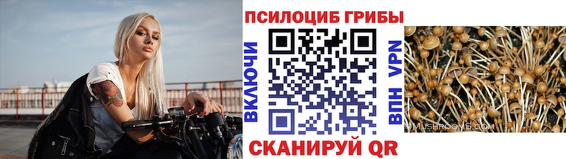 Псилоцибиновые грибы Psilocybe  Анива 